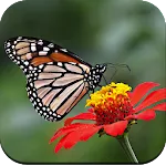 Butterfly Wallpaper 4K | Indus Appstore | App Icon