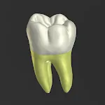 3D Tooth Anatomy | Indus Appstore | App Icon