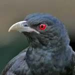 Asian koel bird sounds | Indus Appstore | App Icon