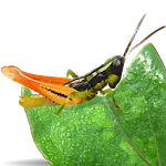 Grasshoppers of the Western US | Indus Appstore | App Icon