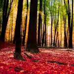 Autumn Landscape Wallpaper | Indus Appstore | App Icon