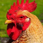 Rooster Sounds - Morning Alarm | Indus Appstore | App Icon