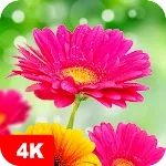 Flower Wallpapers 4K | Indus Appstore | App Icon