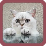 CUTE CAT WALLPAPERS | Indus Appstore | App Icon