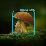 Mushrooms - AI Identifier | Indus Appstore | App Icon