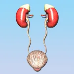 Atlas d'urologie | Indus Appstore | App Icon