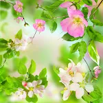 Gentle Flowers Live Wallpaper | Indus Appstore | App Icon