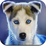 Dog Wallpaper 4K | Indus Appstore | App Icon