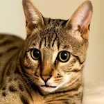 NAMA NAMA KUCING | Indus Appstore | App Icon