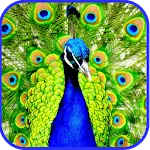 Peacock Live Wallpaper | Indus Appstore | App Icon