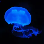 Jellyfish Wallpapers | Indus Appstore | App Icon