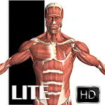 Visual Anatomy Liteapp icon