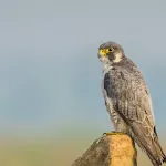 Peregrine Falcon sounds | Indus Appstore | App Icon