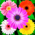 Flowers Stickers for WhatsApp | Indus Appstore | App Icon