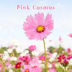 Pink Cosmos Theme +HOME | Indus Appstore | App Icon