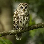 Owl Wallpapers | Indus Appstore | App Icon