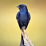 Drongo Bird Sounds | Indus Appstore | App Icon