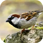 Sparrow Sounds | Indus Appstore | App Icon