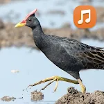 Watercock Bird Sound App | Indus Appstore | App Icon