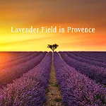 Lavender Field in Provence | Indus Appstore | App Icon