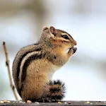 Appp.io - Chipmunk Sounds | Indus Appstore | App Icon