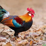 Red junglefowl | Indus Appstore | App Icon