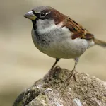 Sparrow Bird Sounds | Indus Appstore | App Icon