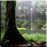 Tropical Rain Video Wallpaper | Indus Appstore | App Icon