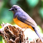 White-rumped Shama Sounds | Indus Appstore | App Icon