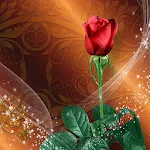 Roses Live Wallpaper | Indus Appstore | App Icon