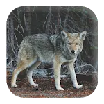 Coyote Sounds | Indus Appstore | App Icon