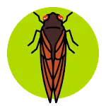 Cicada Safari | Indus Appstore | App Icon