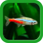 Tropical Aquarium - Mini Aqua | Indus Appstore | App Icon