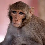 Monkey Sounds | Indus Appstore | App Icon