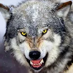 Wolf Wallpapers | Indus Appstore | App Icon