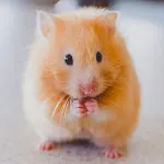 Hamster Wallpapers | Indus Appstore | App Icon