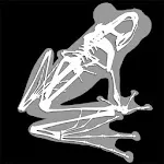 3D Frog Skeleton | Indus Appstore | App Icon