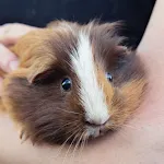 Guinea pig Sounds | Indus Appstore | App Icon