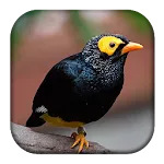 Myna Bird Sounds | Indus Appstore | App Icon