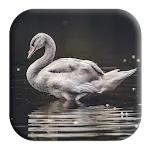 Swan Sounds | Indus Appstore | App Icon