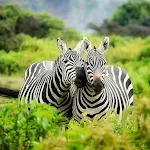 Animal Wallpaper & Nature HD | Indus Appstore | App Icon