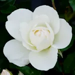 White Rose Live Wallpaper | Indus Appstore | App Icon