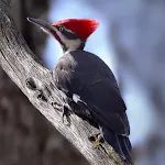 Woodpecker bird sounds | Indus Appstore | App Icon