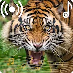 Tiger Sounds Ringtone | Indus Appstore | App Icon