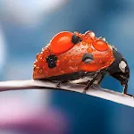 Ladybug Live Wallpaper | Indus Appstore | App Icon