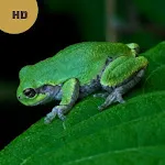 Frog Sounds & Calls | Indus Appstore | App Icon