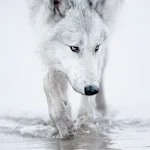 Wolves live wallpaper | Indus Appstore | App Icon