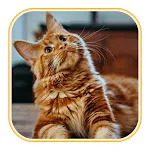 Cat Wallpaperapp icon