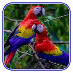 Cute Parrot Wallpaperapp icon