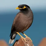 Myna Bird Sound Ringtones | Indus Appstore | App Icon